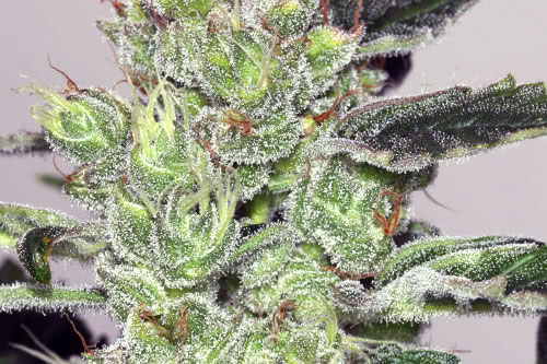 Alaskan Purple Feminized Seeds by Seedsman