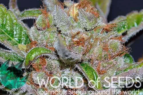 Bubba Haze Regular Seeds by World of Seeds