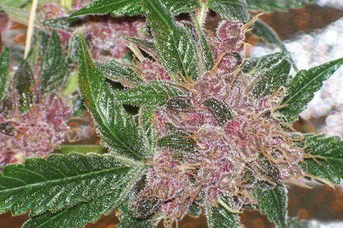 Cherries Jubilee Feminized Seeds by Cali Connection