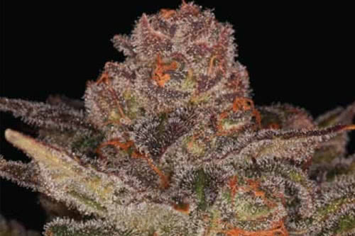 Glueberry Auto Seeds by Expert Seeds