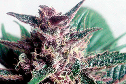 Grizzly Purple Auto Seeds by Blimburn