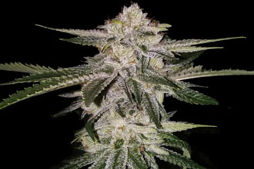 Miss USA Feminized Seeds by DNA Genetics