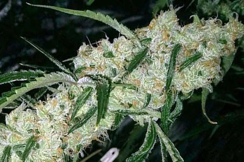 Nepali Queen Regular Seeds by Subcool TGA Genetics