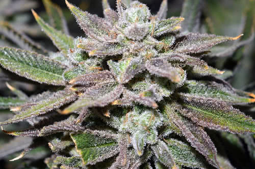 Nomad Regular Seeds by Jinxproof Genetics