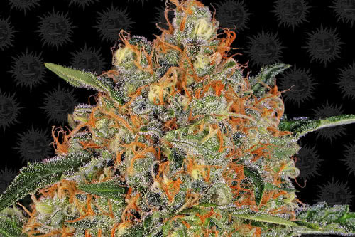 Orange Sherbert Feminized Seeds by Barney's Farm