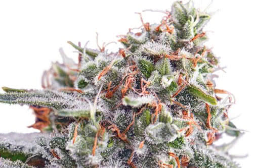 Pink Kush Feminized Seeds by Barney's Farm
