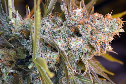 Three Blue Kings Feminized Seeds by Humboldt Seed Org.
