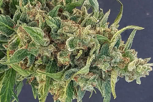 Triple XL Auto Seeds by Lineage Genetics