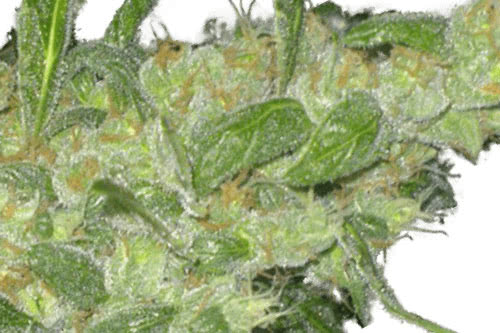 Turing Auto Seeds by Super Strains