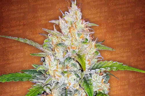 Zkittlez Auto Seeds by Fast Buds