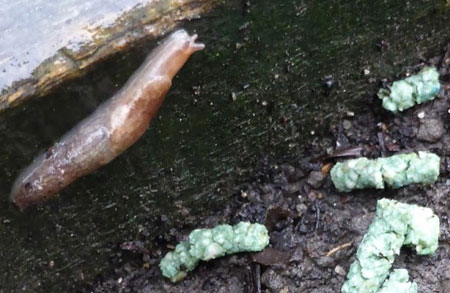 a slug on wood in the garden near slug bait