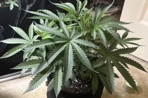 acapulco gold strain plant by seed supreme