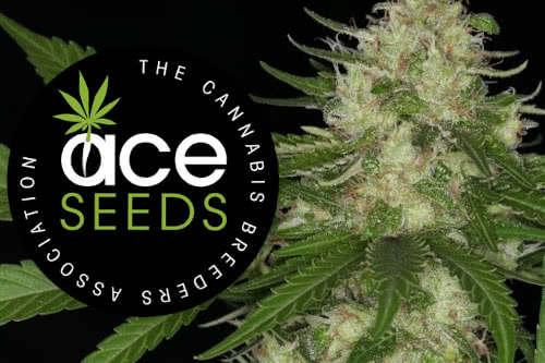 ace seeds logo and cannabis plant