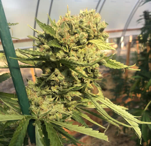 killer a5 haze, ace seeds, grown by reddit user
