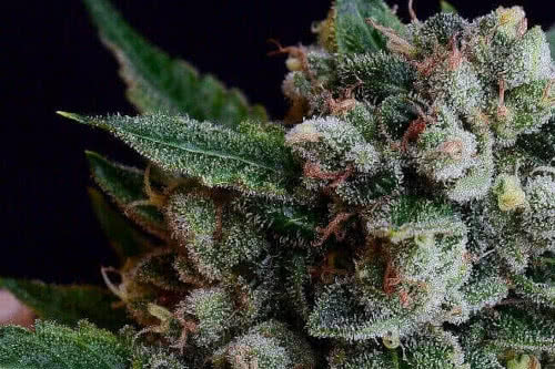 affie dogwalker reg strain by green bodhi