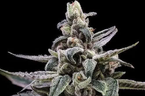 affie og reg strain by green bodhi