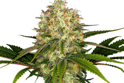 afghan 1 strain by sensi seeds