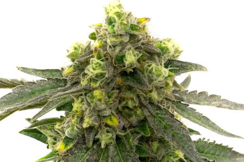 afghan kush strain by homegrown cannabis