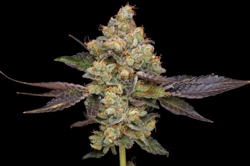 afghan mints strain by green bodhi