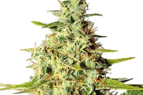afghani indica strain plant by ilgm