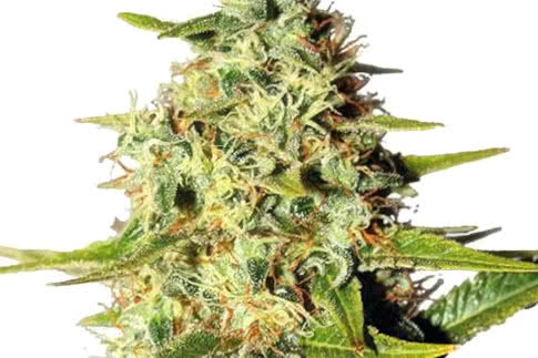 afghani landrace strain by ilgm