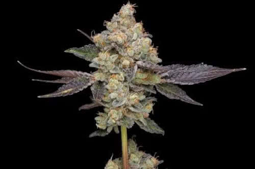 afghani mints reg strain by green bodhi