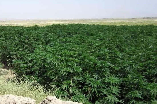 afghanica cannabis field in afghanistan