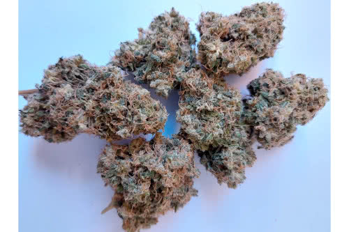 african gas strain buds by ace seeds