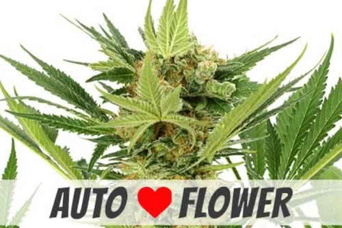 ak 47 auto strain plant by ilgm