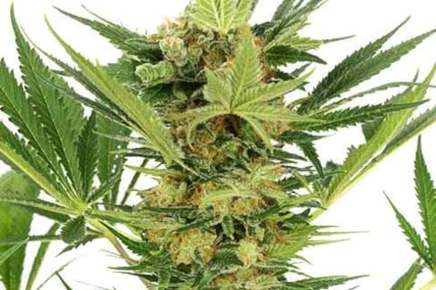 ak 47 cannabis plant by ilgm