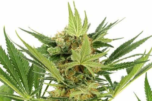 ak 47 strain indoor cannabis plant