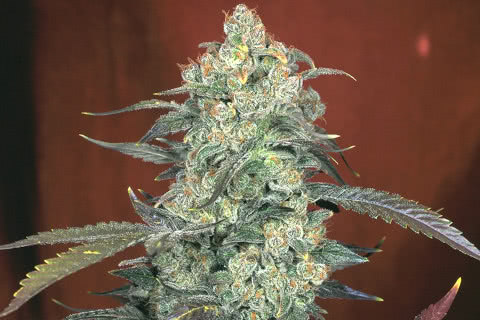 ak 47 sativa strain plant by serious seeds