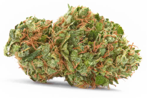 ak 47 strain bud by seed supreme