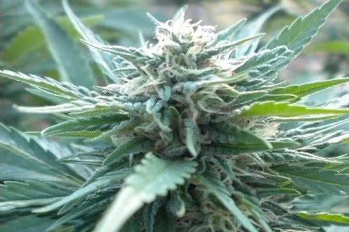 ak 48 auto strain by nirvana seeds