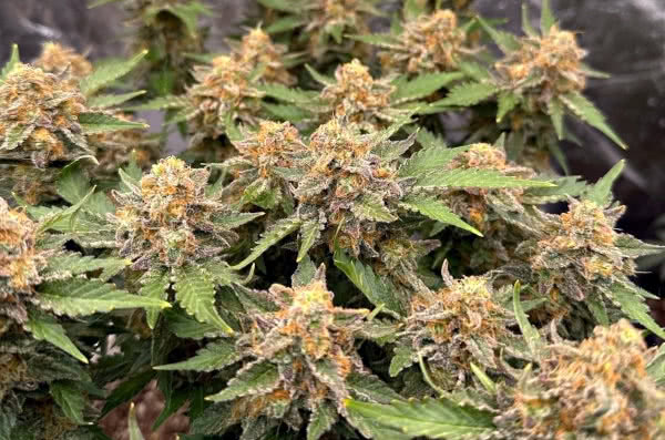 ak48 nirvana seeds grown by reddit user