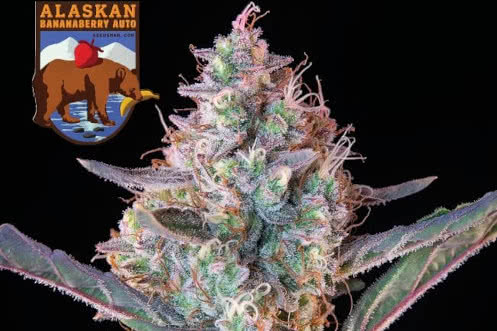 alaskan bananaberry auto strain plant by seedsman