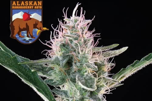 alaskan bananaberry strain by seedsman