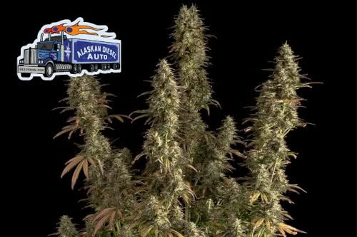 alaskan diesel auto strain by seedsman