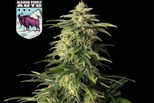 alaskan purple auto plant