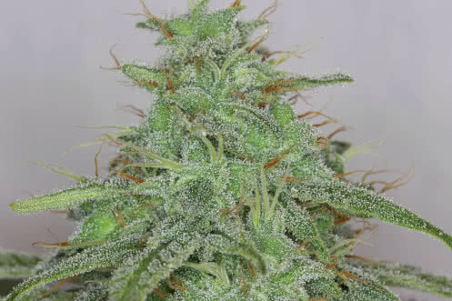 alaskan purple auto strain plant by seedsman