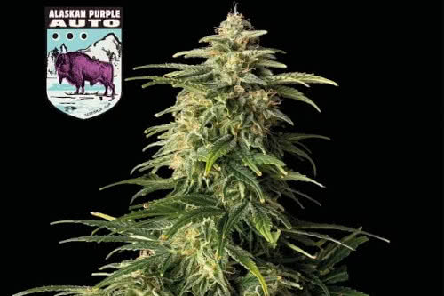 alaskan purple auto strain by seedsman