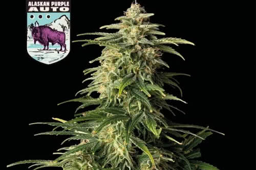 alaskan purple auto weed strain