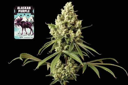 alaskan purple plant