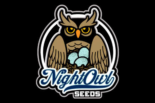 alchemists apprentice auto strain by night owl seeds