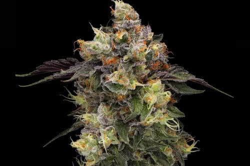 alien haze high thc plant by green bodhi