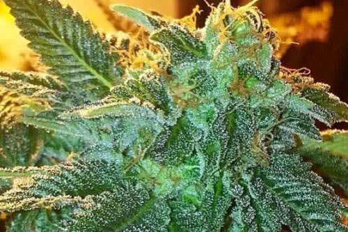 alien og strain by the cali connection