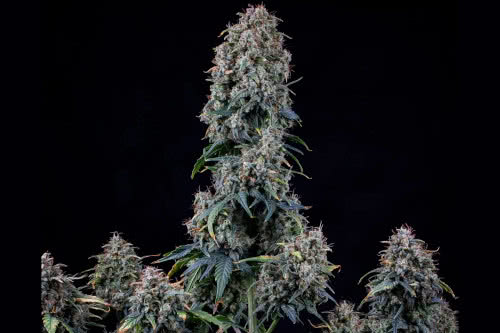 alien vs triangle auto strain plant by mephisto genetics