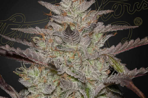 alienz auto strain by greenhouse seed co