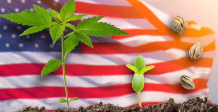 Autoflower, Regular and Feminized Cannabis Seeds in the United States
