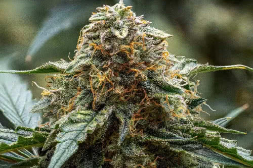 americhem dream auto strain by night owl seeds